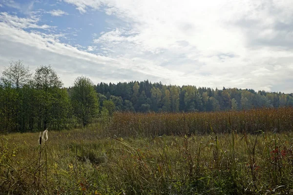 Jesienny Krajobraz Widok Lasu Przez Zalewową Łąkę Porośniętą Trzcinami Ogonem — Zdjęcie stockowe