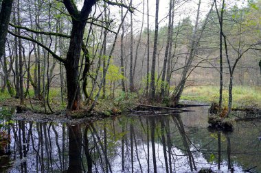      Sonbahar manzarası. Ekim ayında Vyacha Ormanı nehri. Su akışı ve yansıma                           