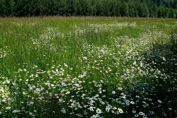 White Flowers June Summer Common Cornflower Popovnik — Stock Photo, Image