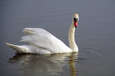     Suda zarif ve güzel beyaz bir kuş. Dilsiz kuğu                           