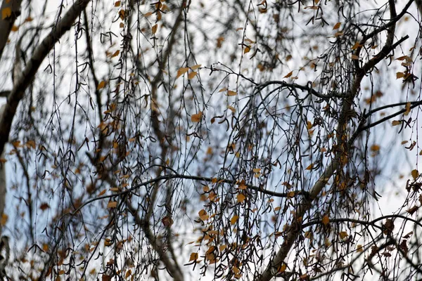 秋天的迹象透过白桦树的树冠看天空 最后一片黄叶 — 图库照片