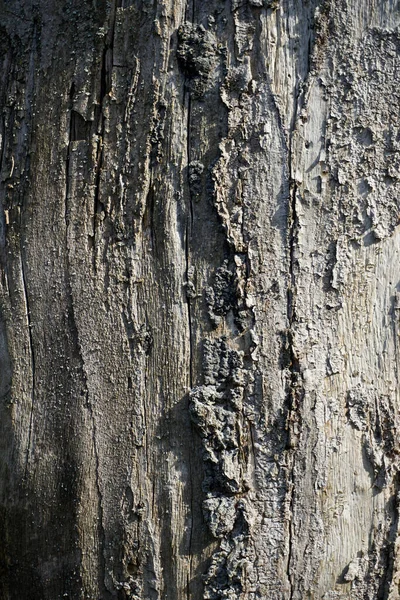 Caída Tardía Noviembre Tronco Árbol Marchito Textura Superficie — Foto de Stock