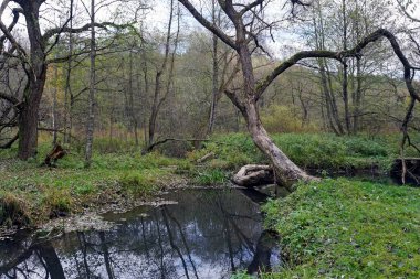 Sonbahar manzarası. Ekim ayında Vyacha Ormanı nehri. Su akışı ve yansıma                               