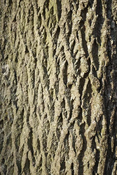 Структура Кору Рослин Стовбур Старого Дерева Парку Поверхня Тло — стокове фото