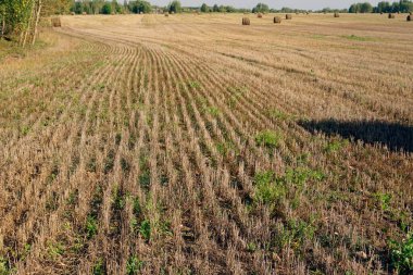       Kırsal alan. Sıkıştırılmış alan. Sakal. Saman. Yatay görünüm.                         