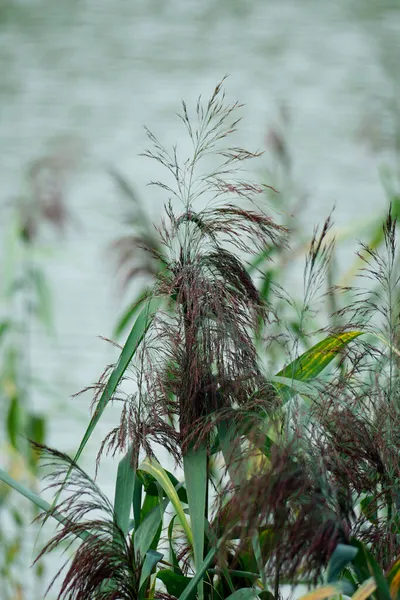 穀物工場だ 貯水池を背景にした花 — ストック写真