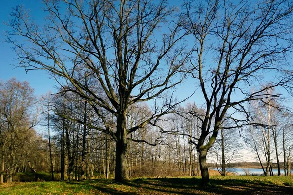 Słoneczny Dzień Listopadzie Późny Upadek Szerokie Plantacje Liści Brzegu Jeziora — Zdjęcie stockowe