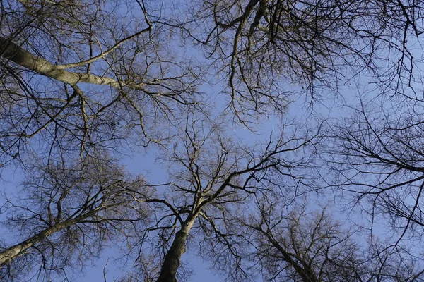 Listopadu Slunečný Den Pozdní Pád Vrcholky Starých Vysokých Stromů Korunní — Stock fotografie