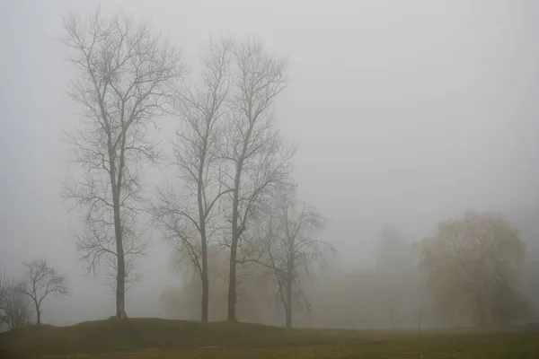 Autumn Fog November Park Mystic Deciduous Tall Trees Horizontal View — Stock Photo, Image