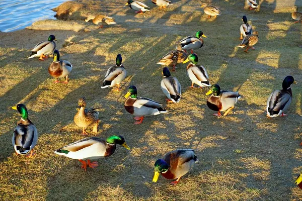 水鳥だ 湖の岸には 夕方の太陽の光の中でアヒル 乞食の群れだ — ストック写真