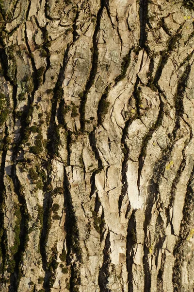 Kufer Ogromnej Topoli Piękna Faktura Kory Roślin Drewno — Zdjęcie stockowe