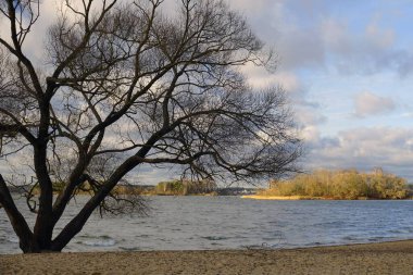  Mavi gökyüzü. Yükseklik. Beyaz bulutlar. Gölde rüzgarlı bir gün. Dalgalar açık ufuklar. Sonbahar. Kasım. Sahildeki bir ağacın silueti. Söğüt bitkisi                              