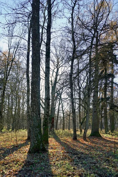 Listopad Parku Liściaste Wysokie Drzewa Sylwetki Krajobraz Cienie Strzał Słońce — Zdjęcie stockowe