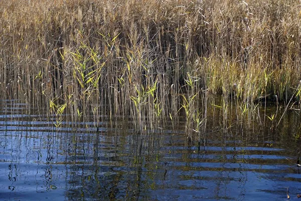 Novembre Sul Lago Canne Costiere Riflessione Nell Acqua Onde — Foto Stock