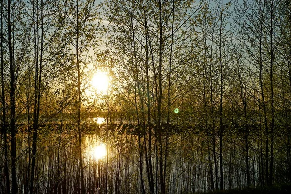 Pôr Sol Sobre Lago Primavera Maio Sol Primavera Primeiras Folhas — Fotografia de Stock