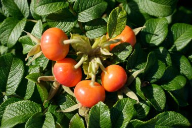 Parlak turuncu gül kalçaları. Bahçedeki bitkiler. Hasat et.                               
