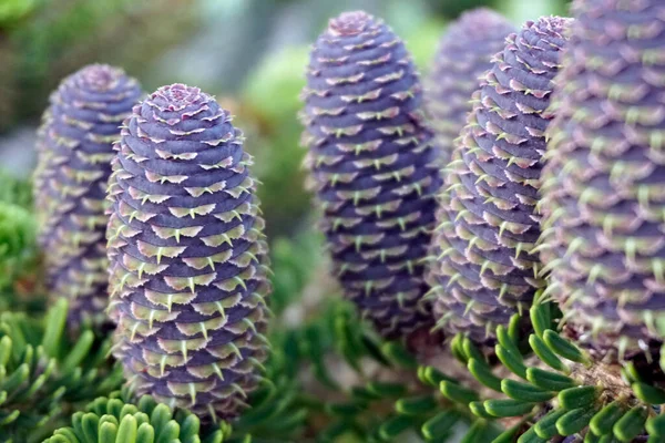 Sinais Primavera Jovens Solavancos Brilhantes Papai Coreano Gymnosperms São Coníferas — Fotografia de Stock