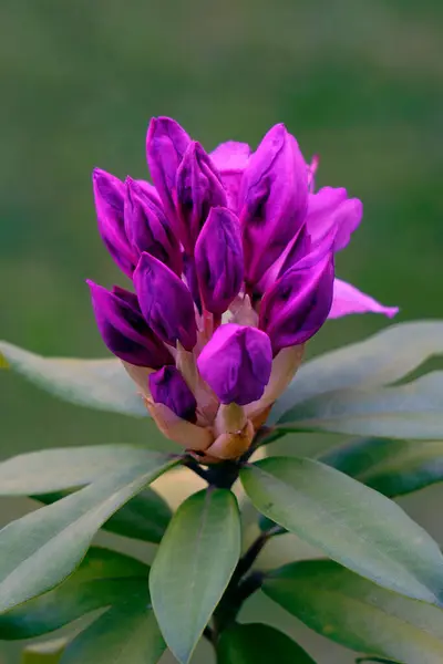     Yakın çekim. Rododendron çiçeği tomurcuğu.                           