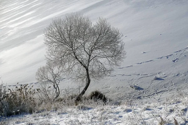 Tra Natale Capodanno Giorno Soleggiato Gelo Sui Salici Silhouette Alberi — Foto Stock