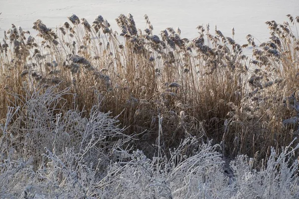 Christmas New Year Sunny Day Frost Branches Reeds Lake — Foto Stock