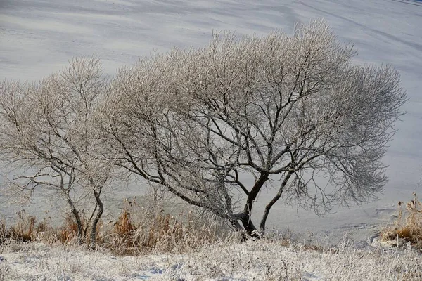 Zwischen Weihnachten Und Neujahr Sonnenschein Und Frost Auf Den Weiden — Stockfoto