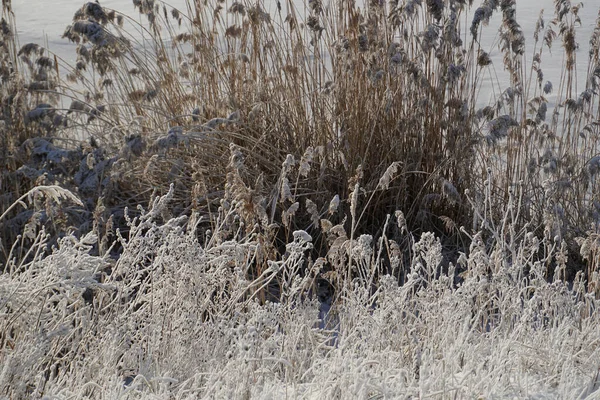 Christmas New Year Sunny Day Frost Branches Reeds Lake — Foto Stock
