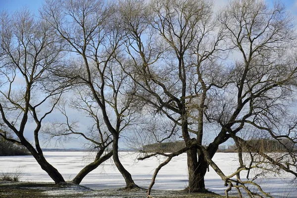 Inverno Dia Gelado Janeiro Salgueiros Altos Margem Lago Sob Gelo — Fotografia de Stock