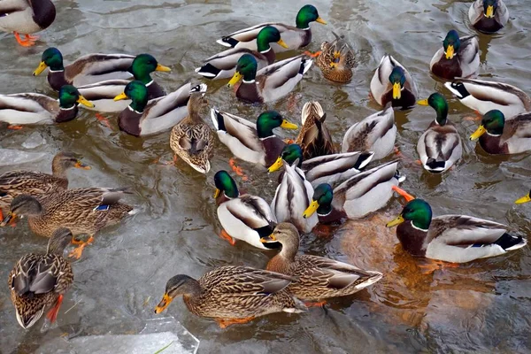 冬と霜 氷の上に鳥の群れ アヒルのマガモとスレーニ 水鳥が — ストック写真