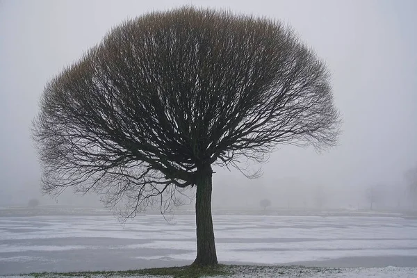 Bulutlu Bir Kış Gününde Gölün Kıyısında Yapayalnız Duran Ağaç Siluet — Stok fotoğraf