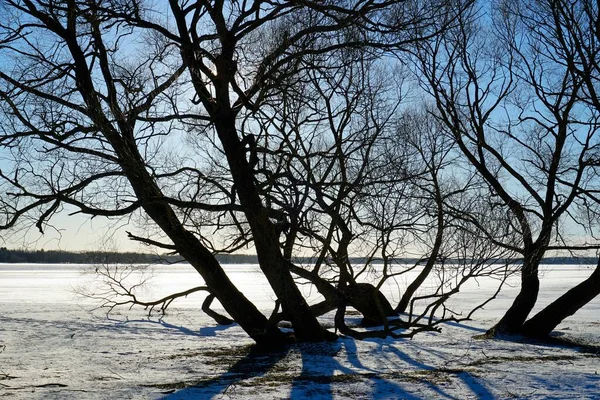 Giorno Pieno Sole Febbraio Cielo Blu Silhouette Salici Sul Lago — Foto Stock