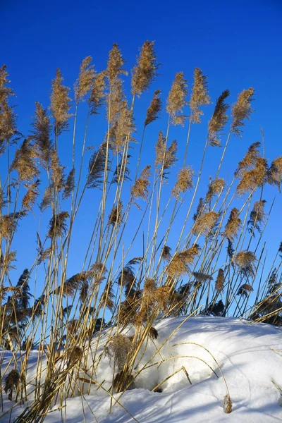 Břehu Jezera Zimě Rákosí Pozadí Modré Oblohy Slunečný Den Svislý — Stock fotografie
