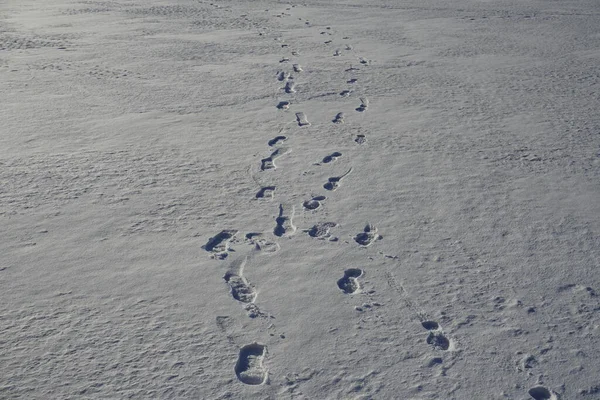Inverno Belo Dia Fevereiro Vestígios Duas Pessoas Imprint Superfície — Fotografia de Stock