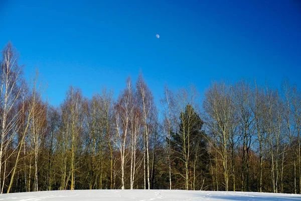 Zimowy Piękny Dzień Lutym Krawędzi Błękitne Niebo Księżyc Nad Wierzchołkami — Zdjęcie stockowe