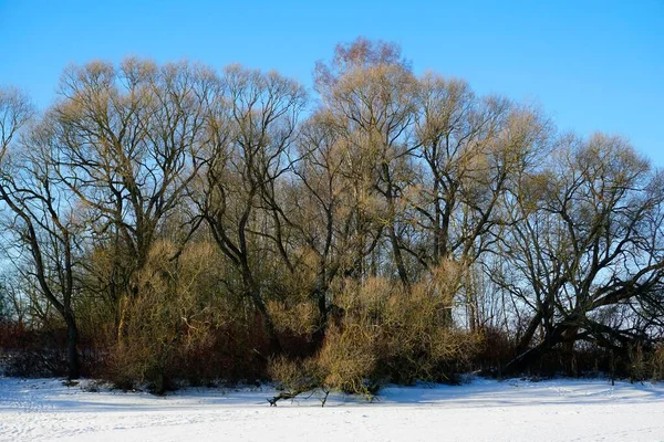 Luminosa Giornata Invernale Soleggiata Blu Cielo Chiaro Ombre Blu Sagome — Foto Stock