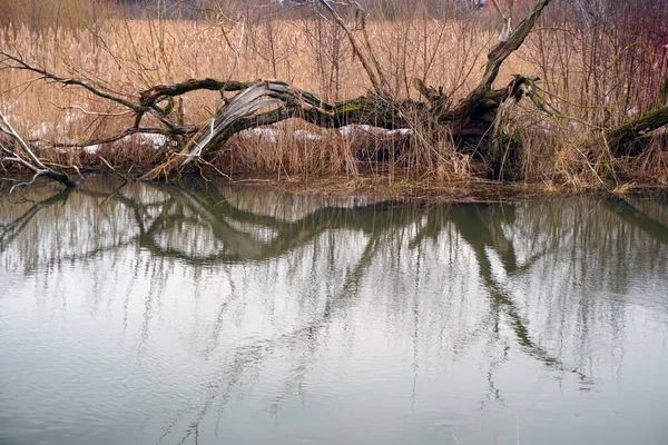 River Floodplain End Winter Waiting Spring Reflection River Thickets Reeds — Stock Photo, Image