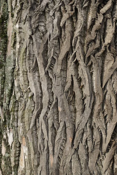 Textura Corteza Árbol Viejo Superficie Del Tronco Álamo Parque — Foto de Stock