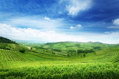 üzüm bağları Piedmont, İtalya