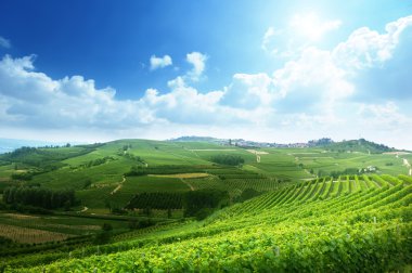vineyards in Piedmont, Italy clipart