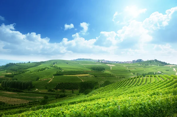 Weinberge im piemont, italien — Stockfoto