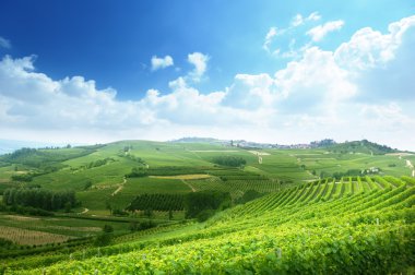 üzüm bağları Piedmont, İtalya