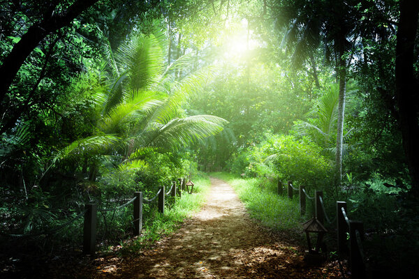 Way in jungle of Seychelles islands