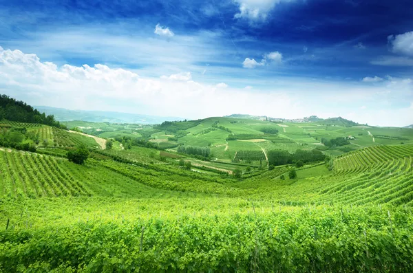 Weinberge im piemont, italien — Stockfoto