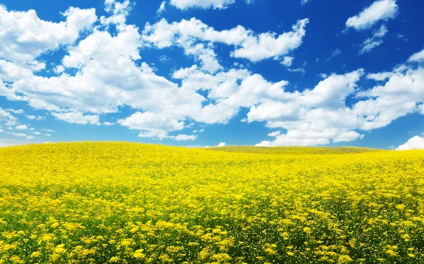 Champ aux fleurs jaunes et ciel bleu Toscane, Italie — Photo