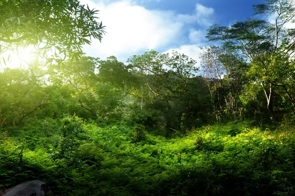Puesta de sol en la selva — Foto de Stock