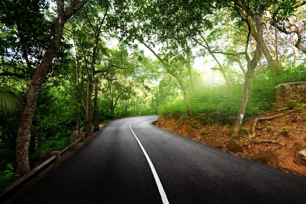 Camino vacío en la selva — Foto de Stock