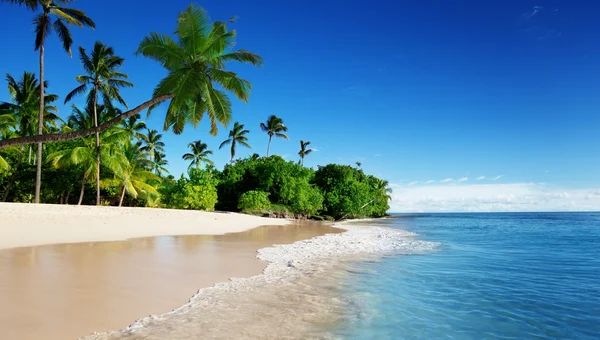 Karibik Meer und Palmen — Stockfoto