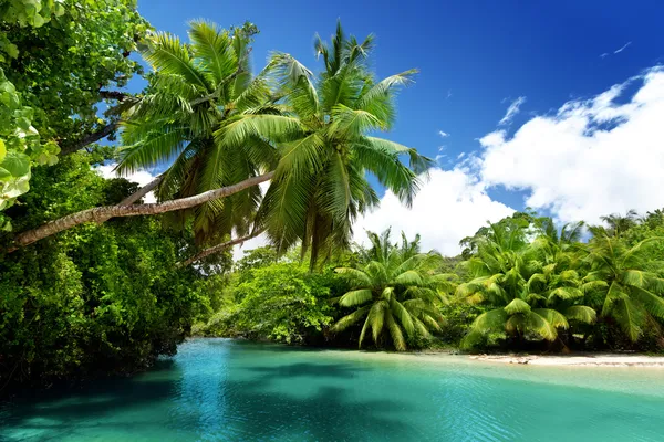 Meer en palmen, eiland Mahe, Seychellen — Stockfoto