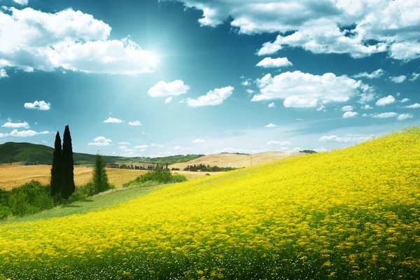 Feld von gelben Blumen Toskana, Italien — Stockfoto