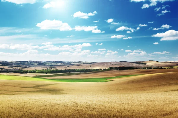 大麦在意大利托斯卡纳的丘陵 — 图库照片