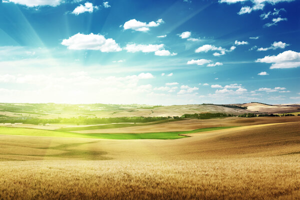 холмы ячменя в Тоскане, Италия
